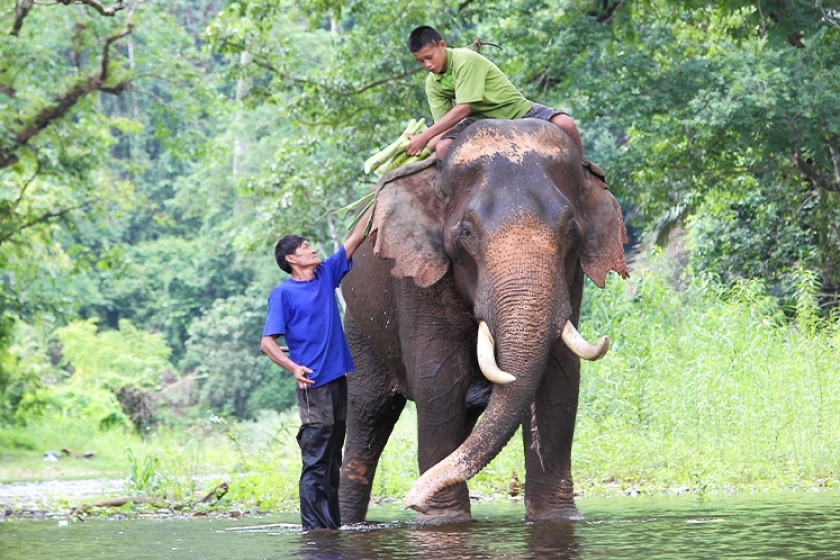 Day 5: Ayutthaya – Pa In – Bangkok – Flight To Chiang Rai (Breakfast)